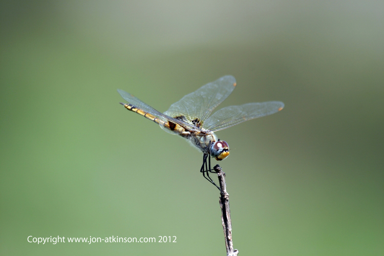 Madagascan Dragonfly